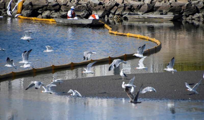 カリフォルニア州沖で原油大量流出、海岸に到達　鳥や魚の死骸も