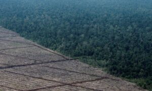 COP26の森林破壊阻止目標は「不適切」＝インドネシア環境相
