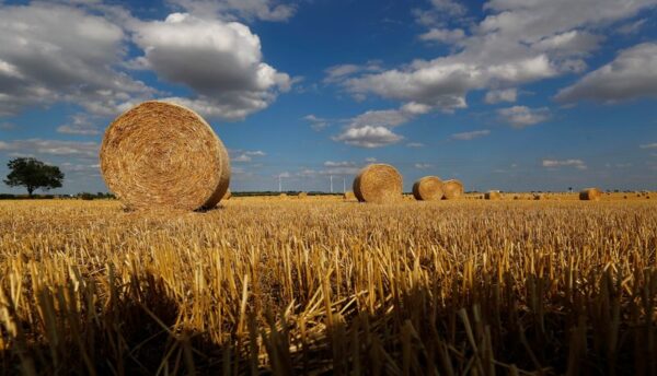 ウクライナ危機で世界の食料輸出縮小に懸念＝ドイツ農業次官