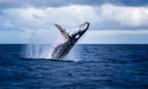 水面から飛び出すザトウクジラに魅せられた女性　仕事を辞め写真家に