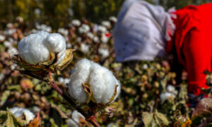 「中国産の綿花」に隠れたウイグル強制労働　欧米の有名メーカーも利用＝報告