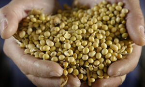 食糧危機発生か？　中国当局、各省に食糧増産を命令　大豆など輸入増