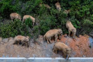 ゾウの群れ、謎の大移動　生息環境の悪化による「放浪」か＝中国雲南省