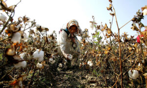 カナダ上院議員、ウイグル禁輸法案提出　北京五輪ユニフォーム担当会社も新疆綿を使用か