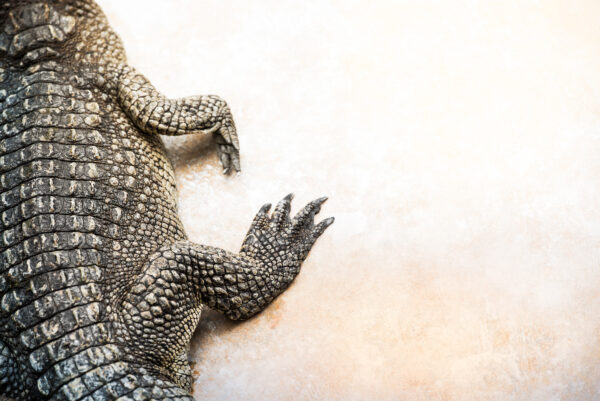 修行中？インドの寺院に肉を食べないワニが生息