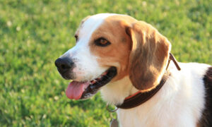 犬が癌を嗅ぎ取る　確実性が高く専門家も注目