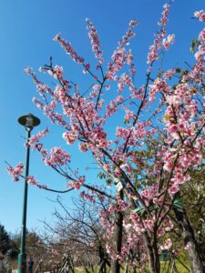 桜の木の下でピクニック！　台湾にもお花見ブーム到来か