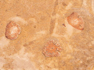 化石に残された人類生存の跡　28億年前の金属球
