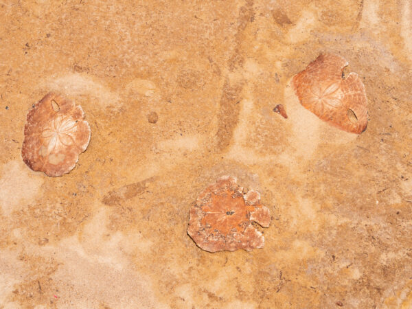 化石に残された人類生存の跡　28億年前の金属球