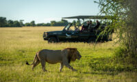 初めて見た？南アフリカのライオンが観光車と綱引き