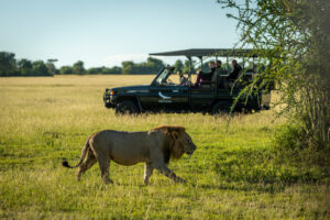 初めて見た？南アフリカのライオンが観光車と綱引き