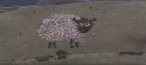 【動画】羊のショーン？　ウェールズから