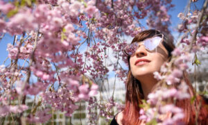 アメリカ最古の日本庭園　桜の季節迎える＝ニューヨーク