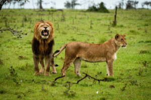 ライオンがチーターの頭を丸呑みにする光景を写真家が撮影？