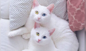 超レア！　2色の目を持つ双子の姉妹猫がインスタグラムで話題