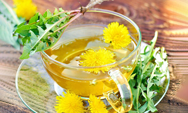 「タンポポ茶は肝臓を助けます」体内を解毒する6種の薬草茶