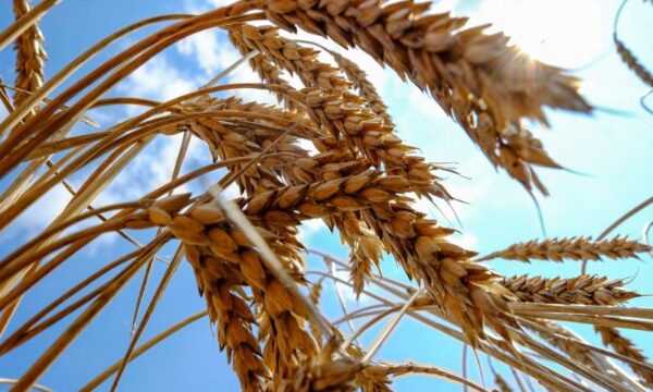 ウクライナ穀物輸出、6月は前年比48％減＝農業省