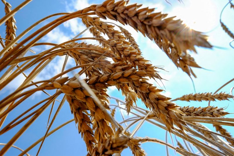 ウクライナ穀物輸出、6月は前年比48％減＝農業省