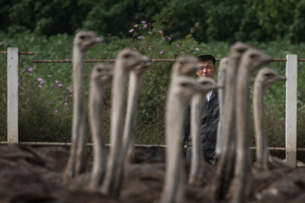 植付け期が始まる中、食糧不安が続く北朝鮮