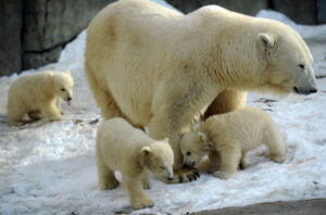 グリーンピース創設者「北極グマは増えている」政治化した環境運動を批判　2/2
