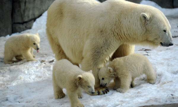 グリーンピース創設者「北極グマは増えている」政治化した環境運動を批判　2/2