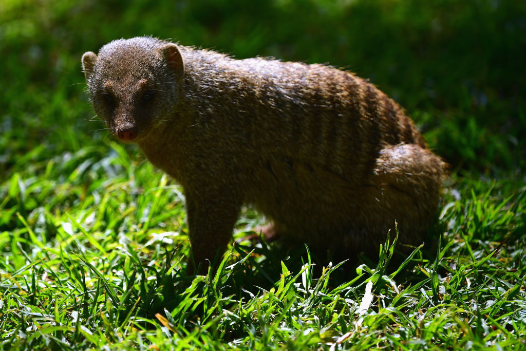レプトスピラ症で男性が死亡　沖縄県内で16 年ぶり