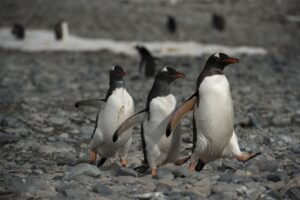 南極でペンギンに囲まれてお仕事　1500倍の競争制した女性4人が着任へ