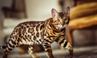 虎と豹の毛皮を纏う　世界中に愛される活発なベンガル猫