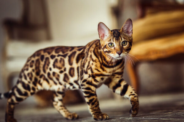 虎と豹の毛皮を纏う　世界中に愛される活発なベンガル猫