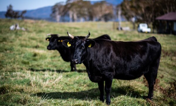 牛のゲップを抑制する錠剤…世界市場に登場