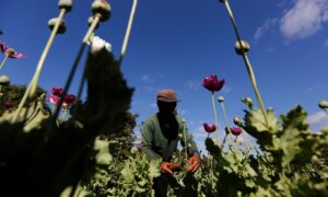 ミャンマーでケシ栽培が大幅増、軍政移行が背景＝国連報告