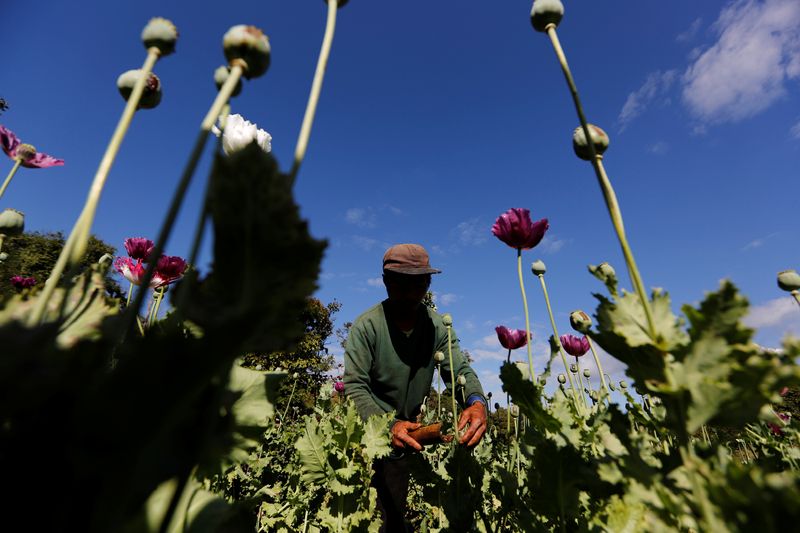 ミャンマーでケシ栽培が大幅増、軍政移行が背景＝国連報告