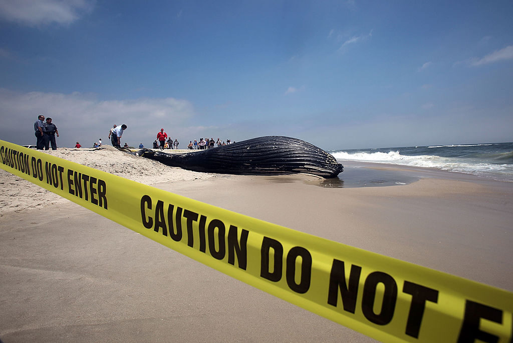 米東海岸、クジラ死亡数が記録的増　洋上風力発電の一時停止呼びかけも　