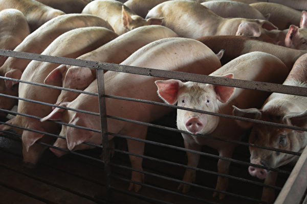 中国で今年も「アフリカ豚熱」感染爆発　減産に飼料コスト高で豚肉価格の高騰は必至