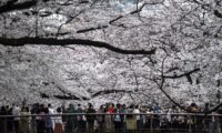 桜シーズン到来に合わせ…中国で大人気の日本旅行　観光ビザ申請数は2倍に