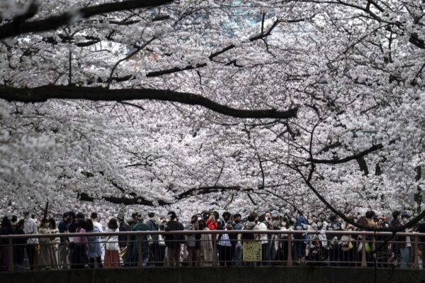 桜シーズン到来に合わせ…中国で大人気の日本旅行　観光ビザ申請数は2倍に