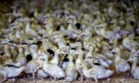 各国は鳥インフルのワクチン接種検討を、国際獣疫事務局トップが訴え