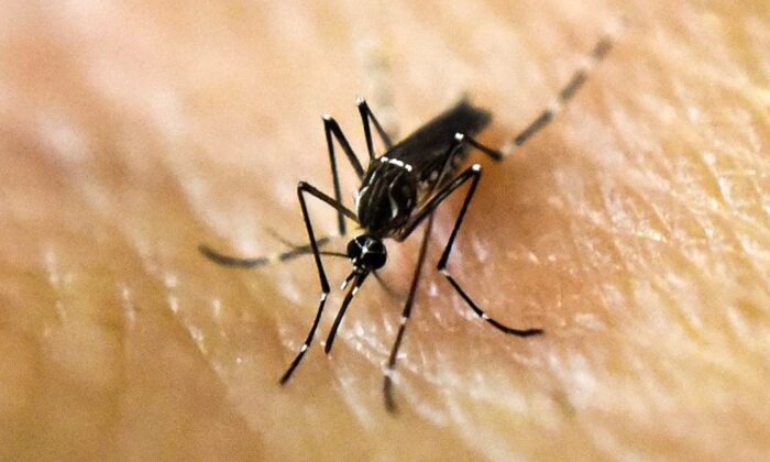 米、蚊が媒介するウイルス感染症増加　保健当局が注意呼びかけ