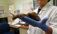 脳炎起こす巨大カタツムリ発生…米フロリダ州、防疫措置を発表