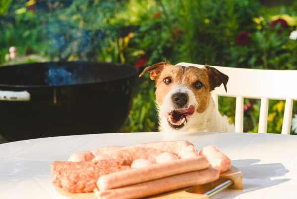 バーベキューで犬に与えると死亡する可能性がある食べ物