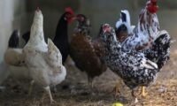 日本の鳥インフル関連禁輸解除に期待、ブラジル農業相が訪日控え