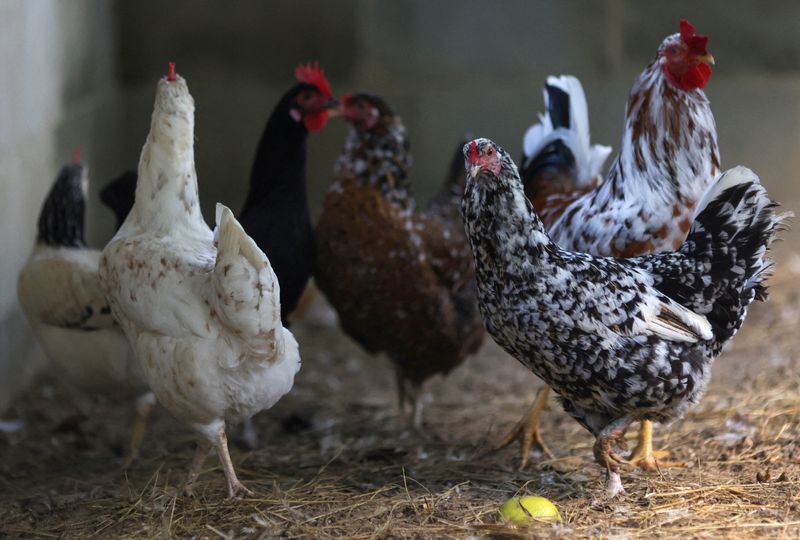 日本の鳥インフル関連禁輸解除に期待、ブラジル農業相が訪日控え