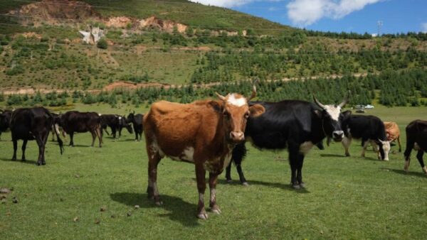 乳製品の消費低迷に生産コスト高騰　廃業する牧場相次ぎ、乳牛の「殺処分」も＝中国
