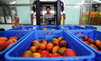 中国、台湾産マンゴーの輸入停止　恣意的と台湾反発