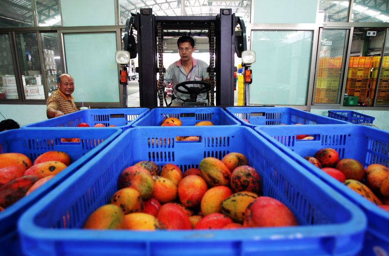 中国、台湾産マンゴーの輸入停止　恣意的と台湾反発