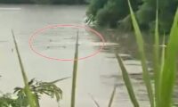 洪水で養殖場のワニ70匹以上が脱走　ついに「民兵に射殺指示」か＝中国 広東