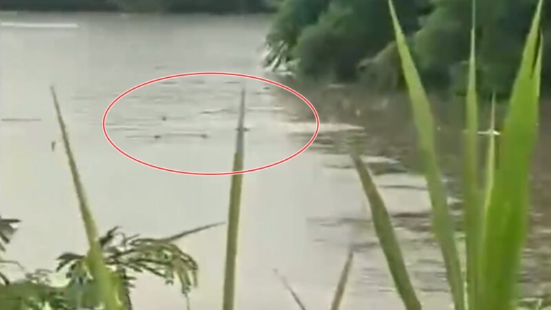 洪水で養殖場のワニ70匹以上が脱走　ついに「民兵に射殺指示」か＝中国 広東