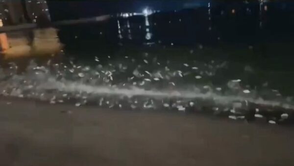 中国で「大量の魚が水面をジャンプ」　異常現象は天変地異の予兆か？