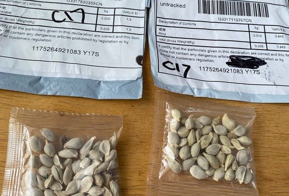 中国から「謎の種」が届く…有害な雑草や大麻も　米農務省が注意喚起