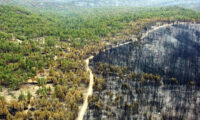 気候変動活動家、樹木を間伐して埋めて地球を救っている（1）
